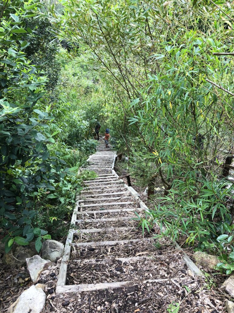 Indigenous garden - Native Hibiscus and Sandpaper Figs